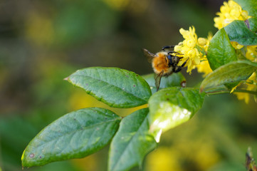 yellow bumblebee on a green leaf © bartazar