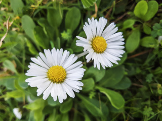 Wild daisy flowers © Arousa