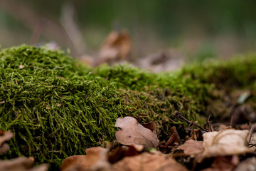 Moos mit bunten Blättern