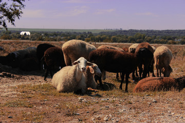 the rest of the sheep