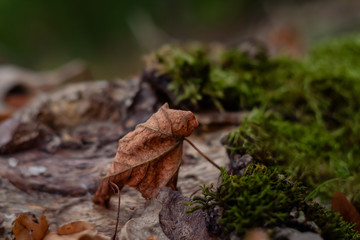 Verwelktes Blatt neben Moos im Herbst