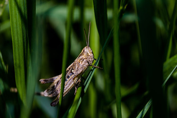 grasshoper