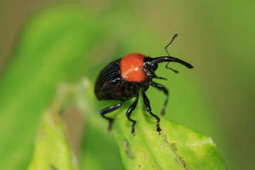 Macro photography - bug