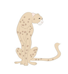 cheetah sits drawing color, vector