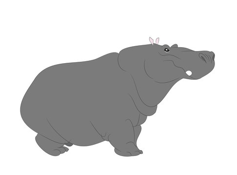 Hippopotamus stands drawing color, vector