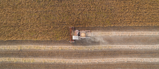 Harvester machine working in field . Combine harvester agriculture machine harvesting golden ripe...