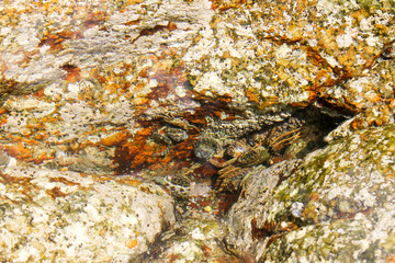 Fototapeta premium crab