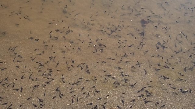 Many tadpoles swimming in the pond