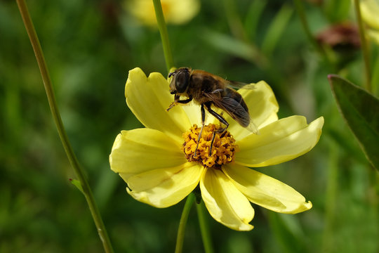 Mistbiene und gelbe Blüte - Stockfoto