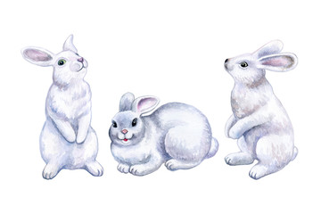 White set rabbits, hares isolated on white background. Forest cartoon animals. Watercolor.. Illustration. Template. Hand drawing. Close-up. Clip art.