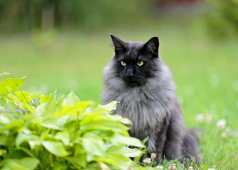 Naklejka na ściany i meble Norwegian forest cat male in autumn garden