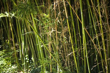 Bamboo Forest Close-Up