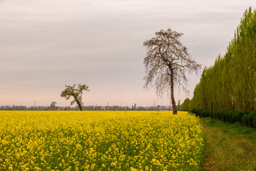 Fototapeta na wymiar Rural landscape with a field of yellow oilseed flowers, a row of poplars and bare trees