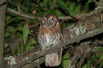 Tropical Screech-Owl