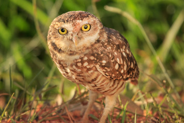 Burrowing Owl