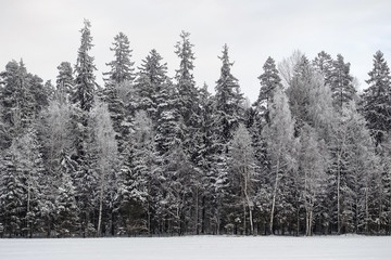 cloudy dark winter day without sun, visible is a thick spruce forest covered with snow, there are also several birches on the forest near the field