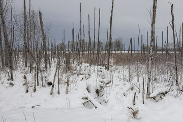 cloudy dark winter day without sun, the sky is dark blue, because there is snow in the distance; There is a marshy place with dead birch trunks and reeds