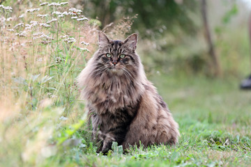 Naklejka na ściany i meble Norwegian forest cat male sitting outdoors