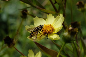 Schwebfliege und gelbe Blüte - Stockfoto