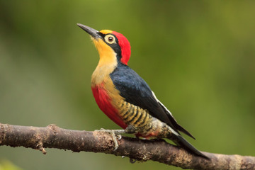 Yellow-fronted Woodpecker