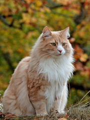 Naklejka na ściany i meble Norwegian forest cat male in autumn forest
