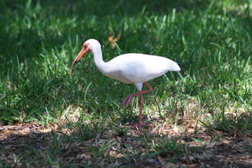 White Ibis, bird, white, nature, wildlife