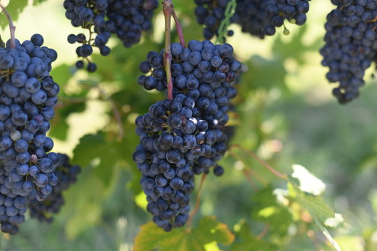 Concord grapes on vine
