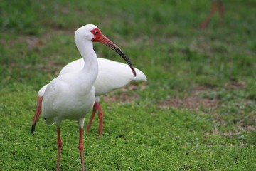 White Ibis, bird, white, nature, wildlife