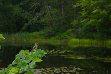 Single Cedar Waxwing Bird Perched On a Leafy Green Branch in Front of Calm Forest Pond