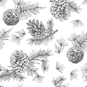 Realistic botanical ink sketch of fir tree branches with pine cone on white background. Vector illustrations