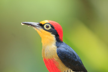 Yellow-fronted Woodpecker