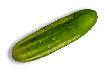 Fresh whole green cucumber diagonally on white