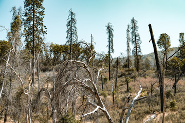 yosemite park scenes after burning