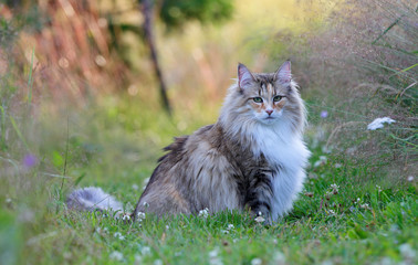 Norwegian forest cat female in high hay