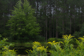 Fototapeta na wymiar Single Green Hardwood Tree in Pine Plantation Viewed Through Yellow Goldenrod Flowers From Across Water