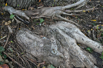 Tree Root Texture
