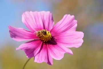 Fototapeta premium abeille fleur