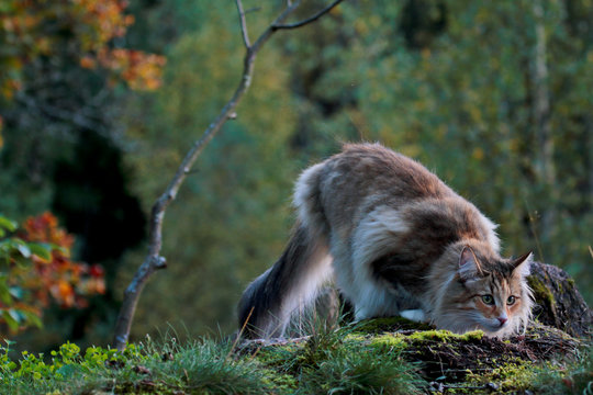 Norwegian forest cat female looking for a prey in autumn forest