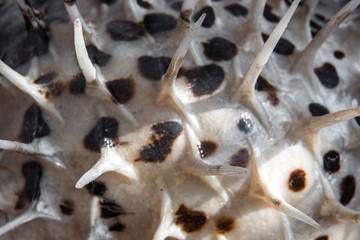 Texture of the skin with thorns of the Tetraodon fluviatilis is macro