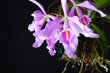 cattleya orchid pink on a dark background