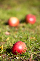 Apple harvest autumn red fresh fruits eco bio natural green grass