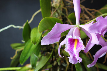 cattleya orchid pink on a dark background