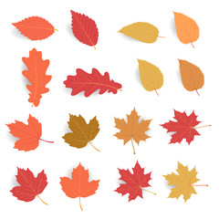 Autumn leaf pack. Leave fall in flat color with soft shadow. Maple leaf dry for decorate promotion banner and printing design. Vector illustration.