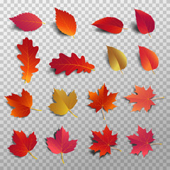 Fototapeta premium Autumn leaf pack. Realistic leave fall with shadow. Maple leaf for decorate promotion banner and printing design. Vector illustration.