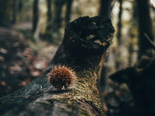 Autumn Chestnut