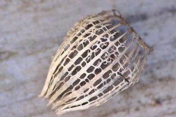 Skelett einer Physalis im Herbst