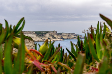 Derri&egrave;re les plantes 