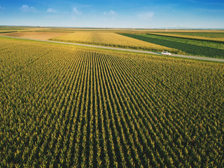 Corn field from drone perspective - obrazy, fototapety, plakaty