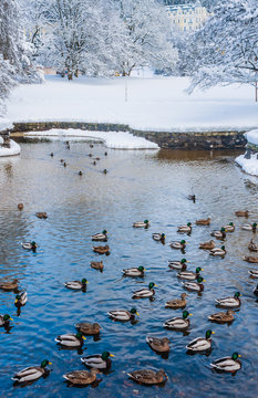 Waterfowl ducks on a winter pond near open water. Spa town Marianske Lazne (Marienbad) - Czech Republic. Winter time.