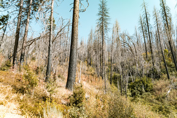 yosemite park scenes after burning
